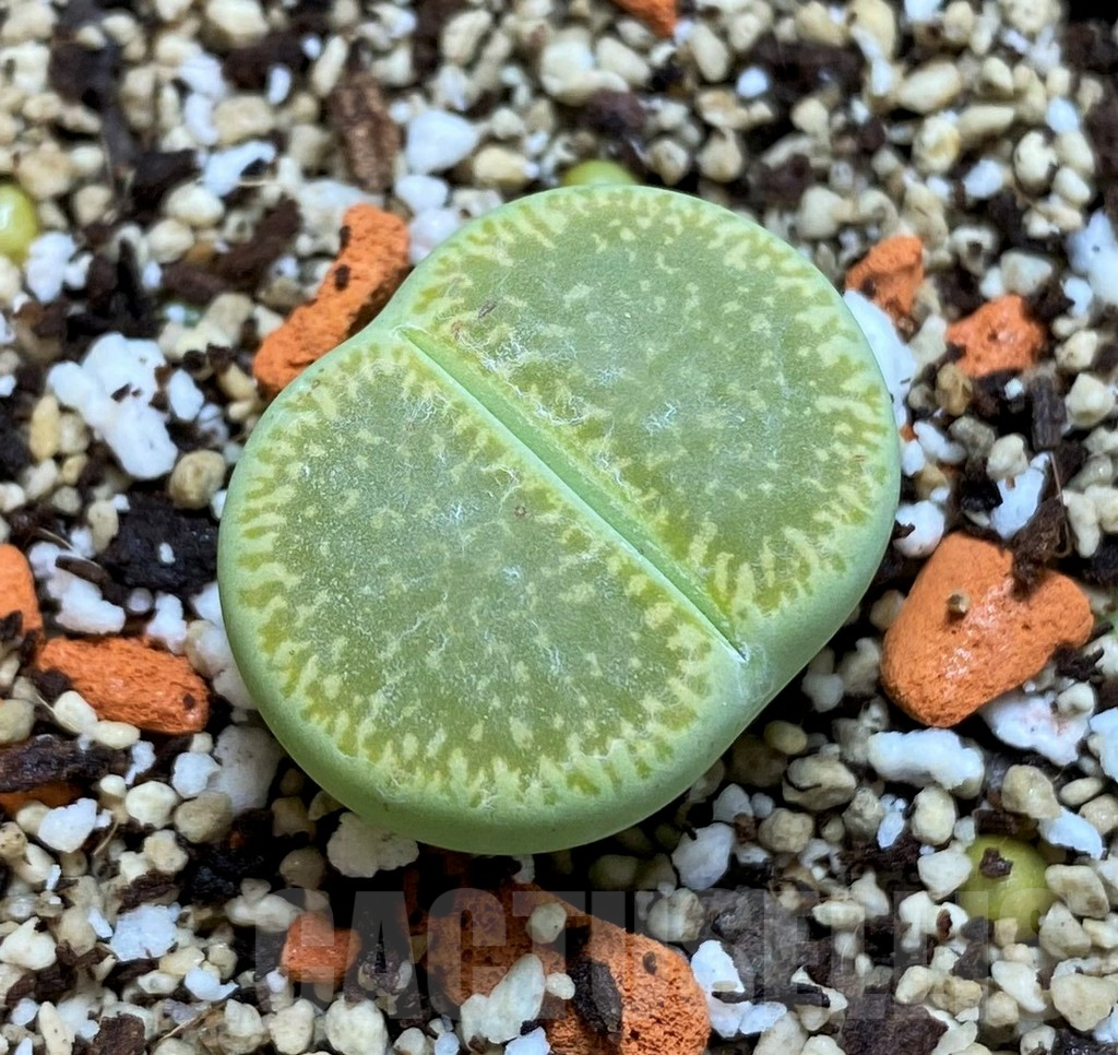 SH15798 Lithops aucampiae 'Bella Ketty'