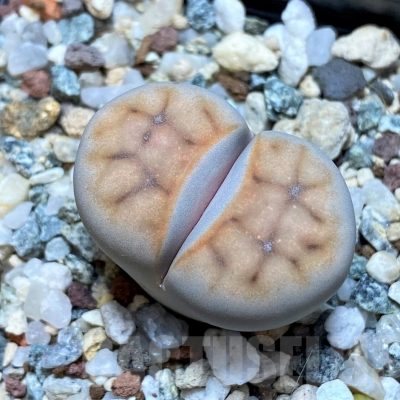 SH15938 Lithops karasmontana v. erniana