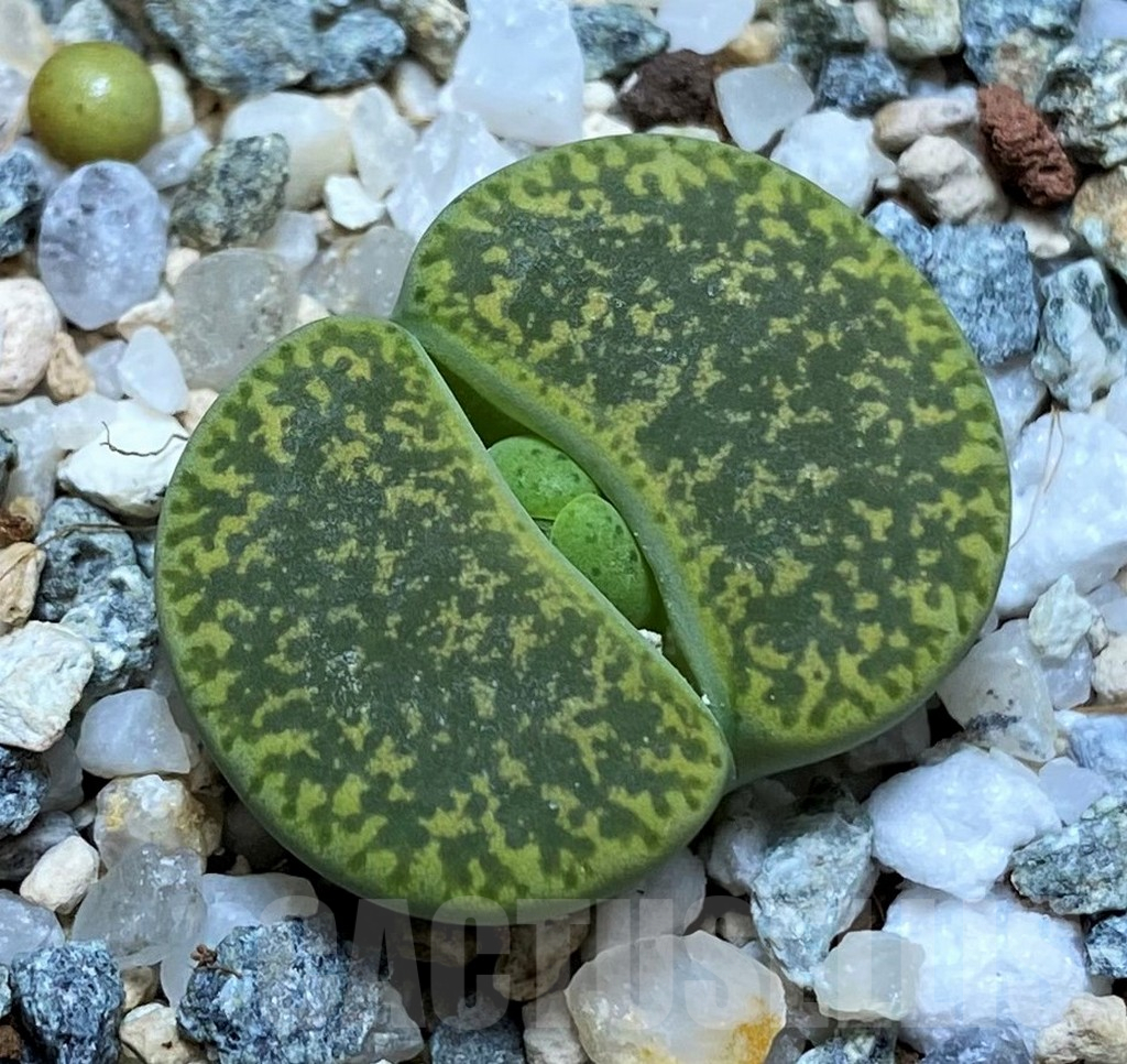 SH15941 Lithops lesliei v. albinica