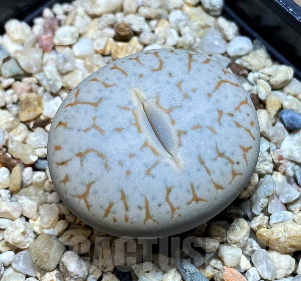 SH15946 Lithops pseudotruncatella ssp. volkii