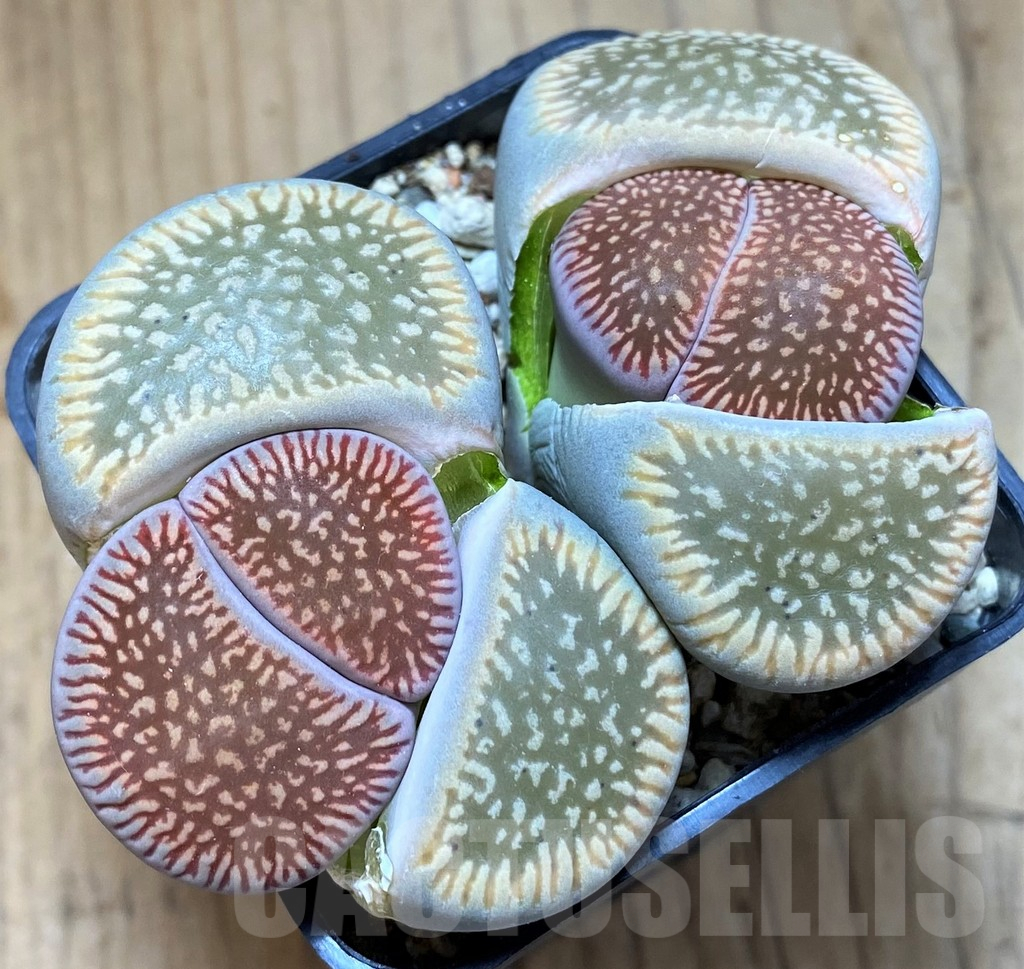 SH15947 Lithops aucampiae 'Red Daniels Kuil', old 8 years