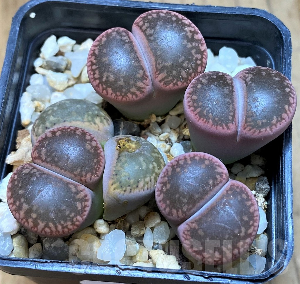 SH15948 Lithops aucampiae 'Rubrobrunneus', old 10 years