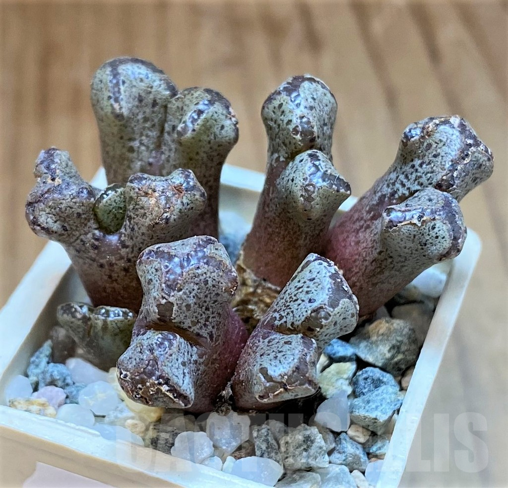 SH15896 Conophytum pellucidum - Image 2