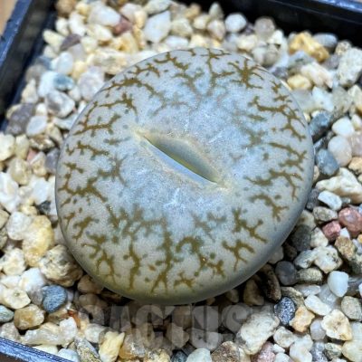 SH15952 Lithops pseudotruncatella