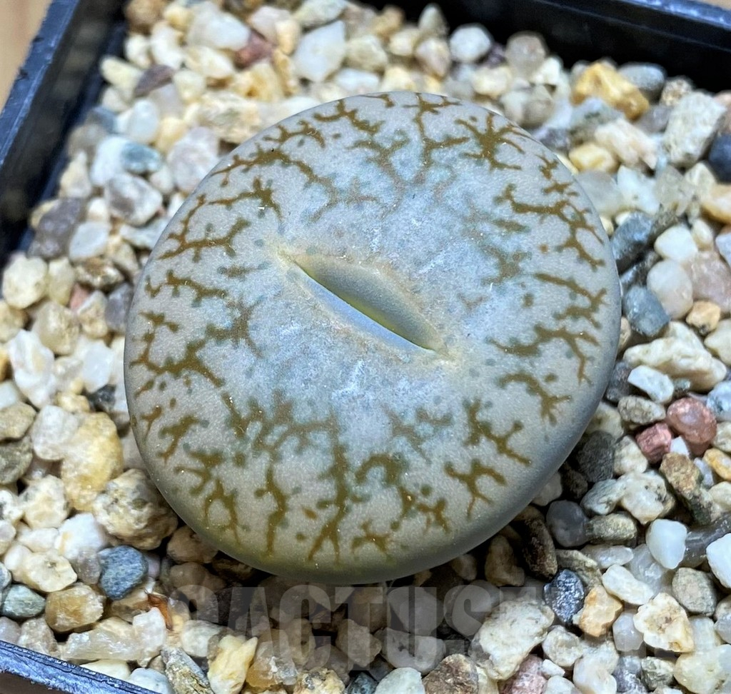 SH15952 Lithops pseudotruncatella