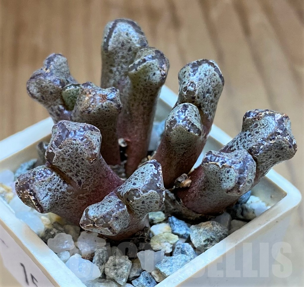 SH15896 Conophytum pellucidum