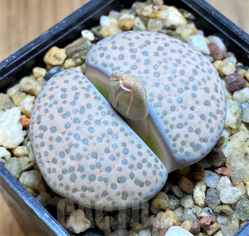 SH15957 Lithops fulviceps v. lactinea