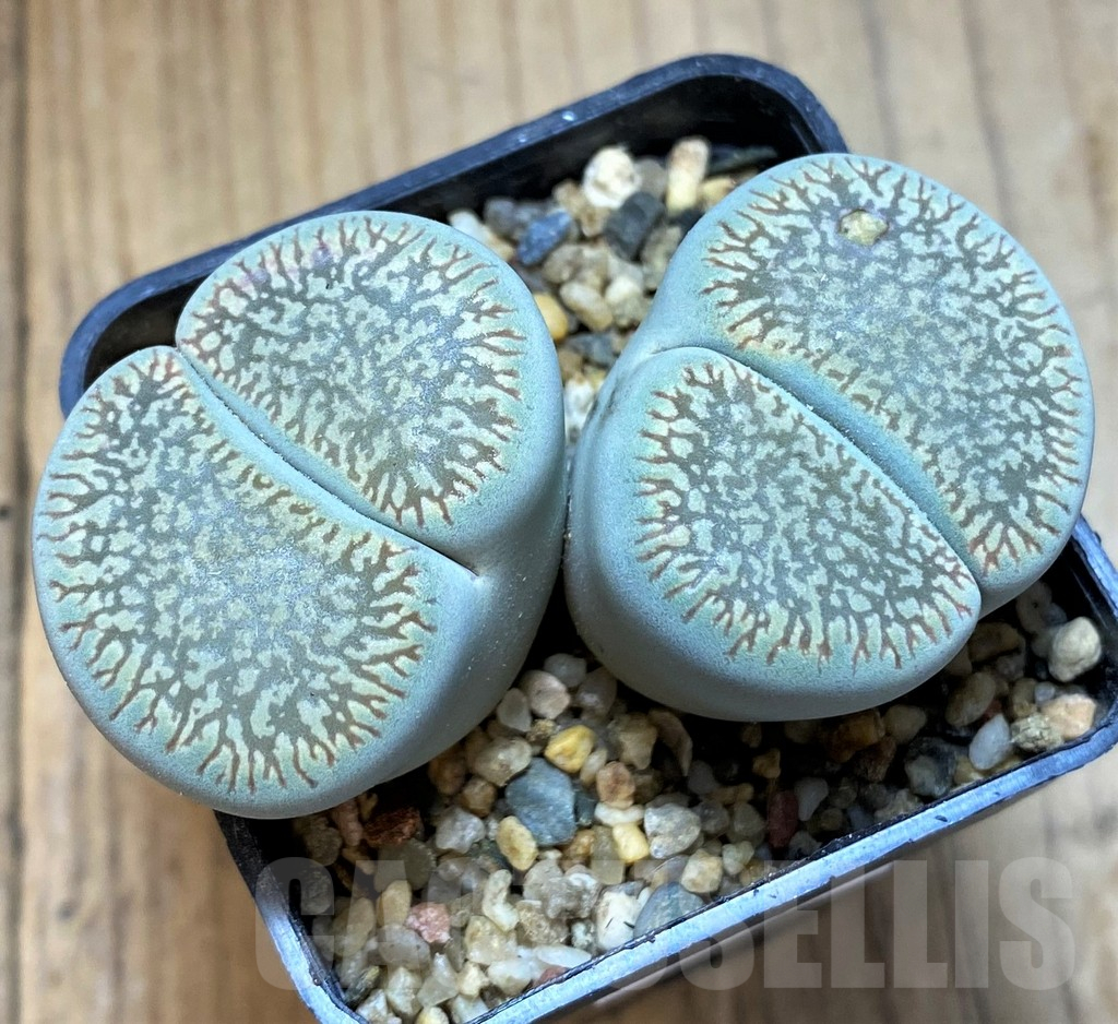 SH15959 Lithops aucampiae v. euniceae, old 7 years