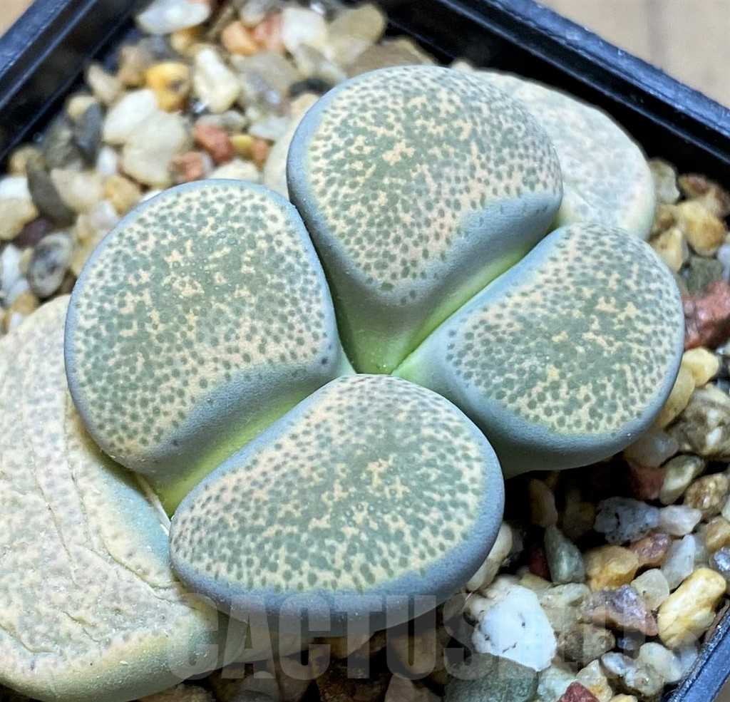 SH15961 Lithops terricolor