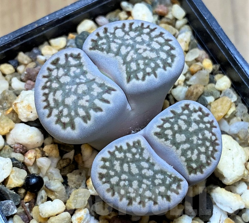 SH15962 Lithops salicola v. reticulata