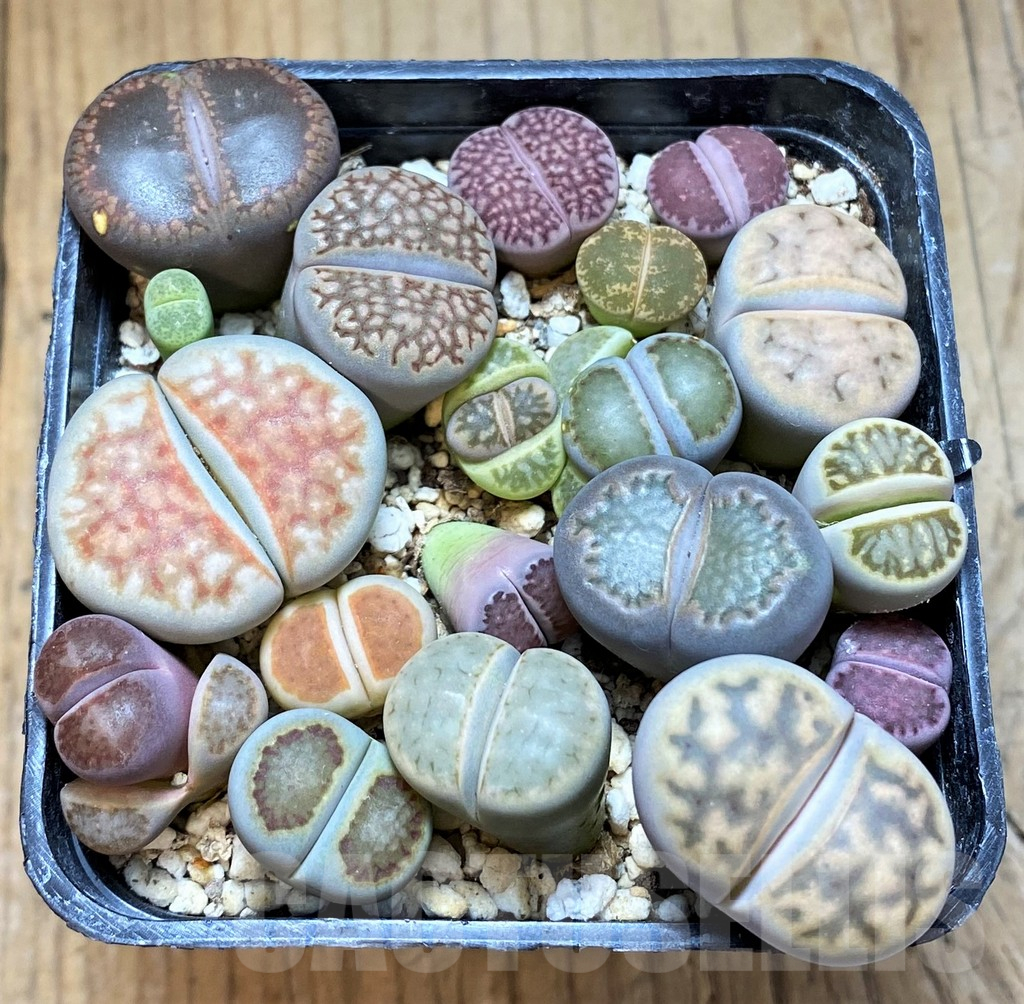SH15969 Lithops mix