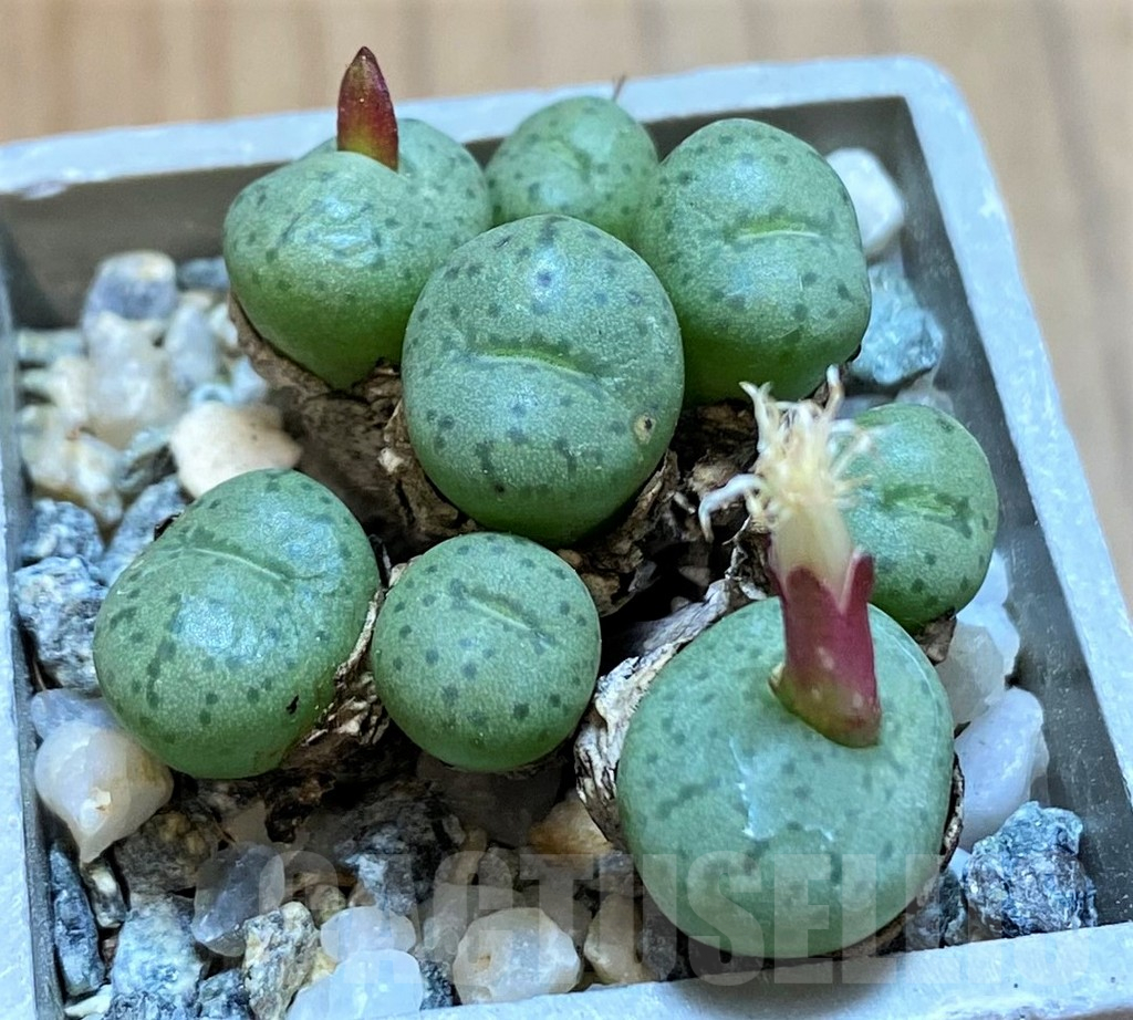 SH15897 Conophytum obcordellum