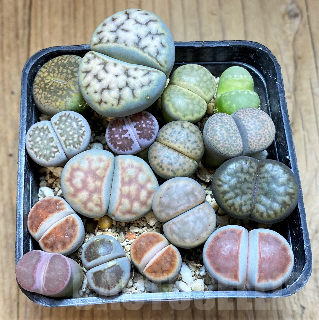 SH15970 Lithops mix