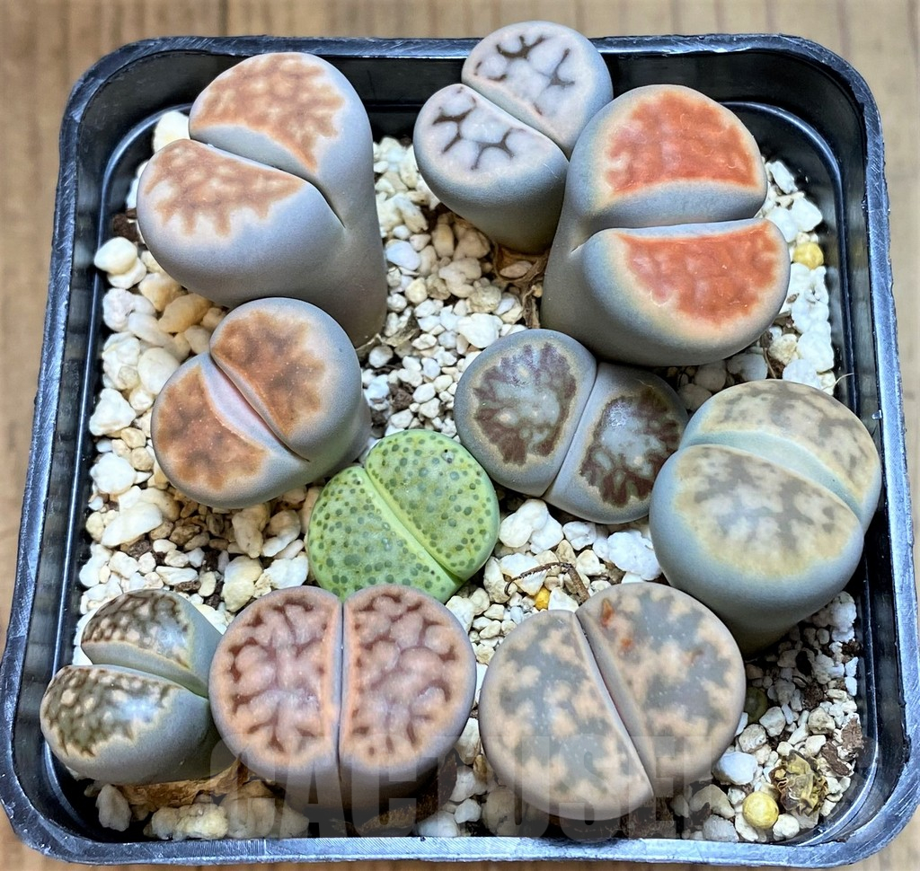 SH15971 Lithops mix