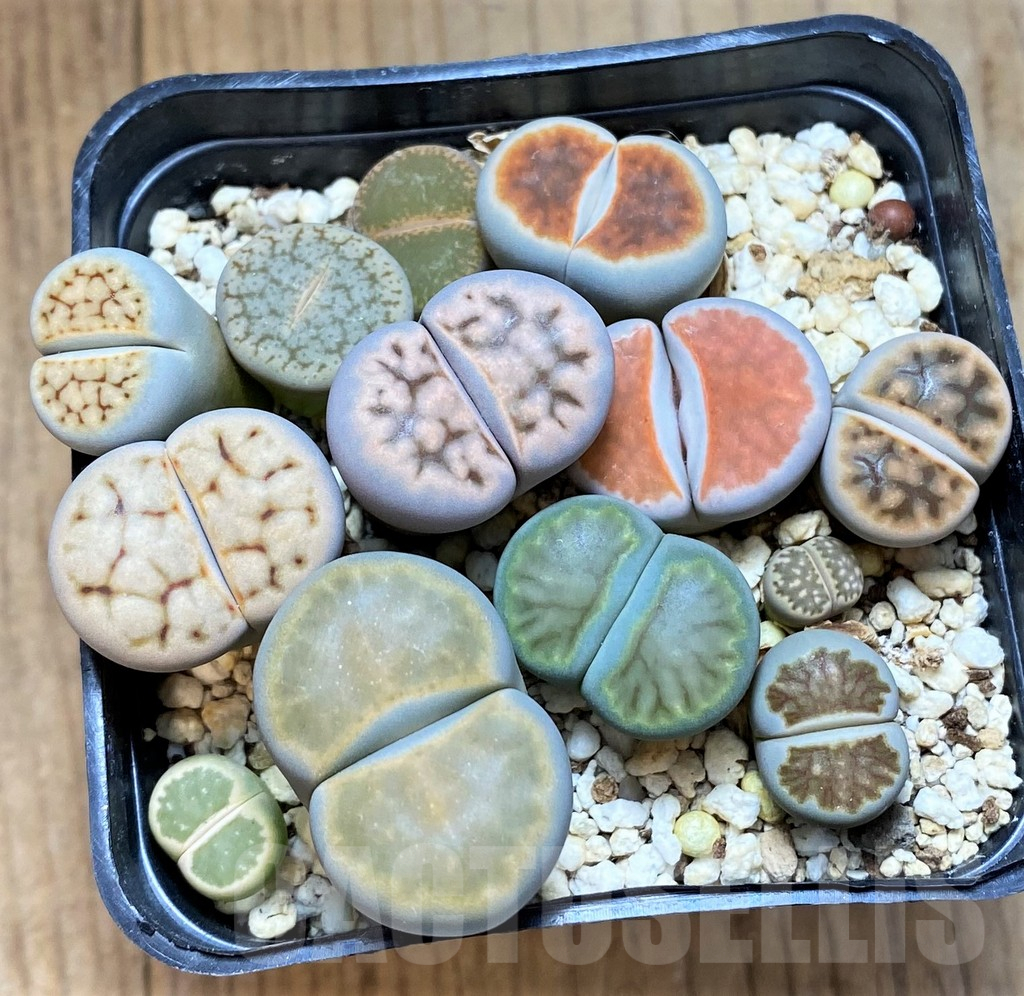 SH15972 Lithops mix