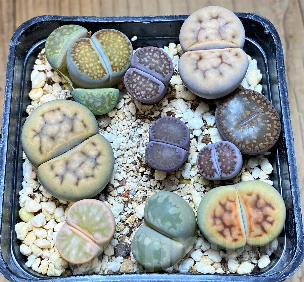 SH15973 Lithops mix