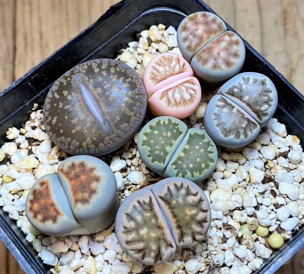 SH15974 Lithops mix