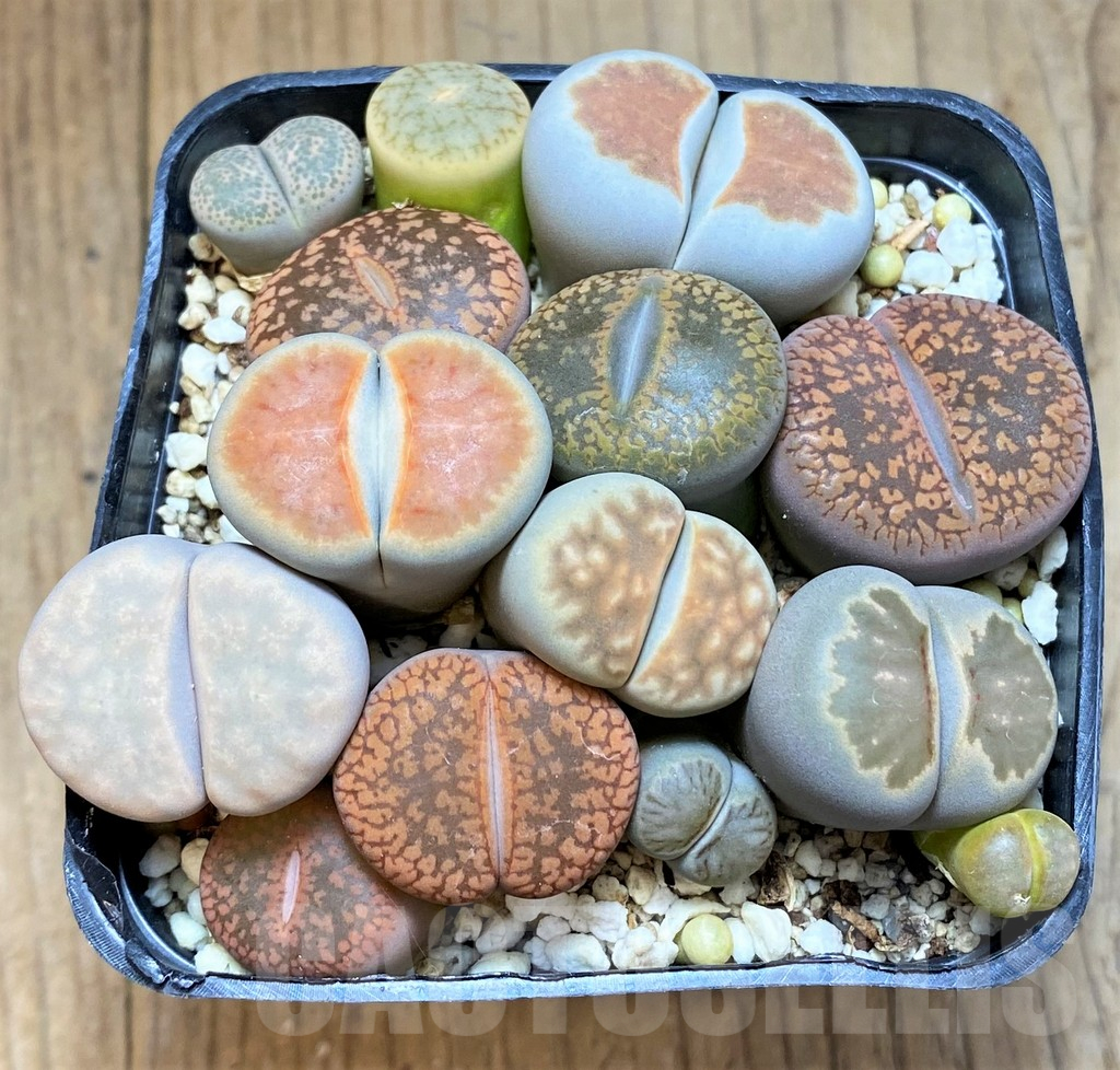 SH15975 Lithops mix