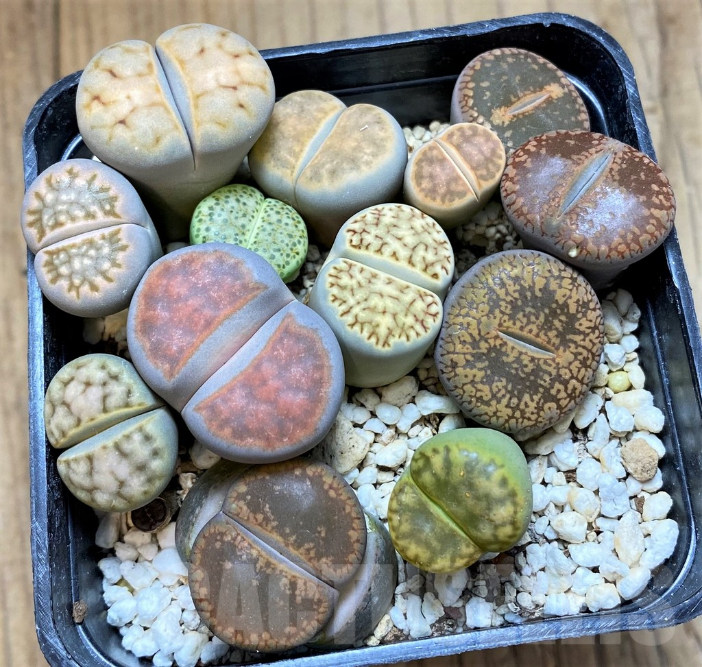 SH15976 Lithops mix