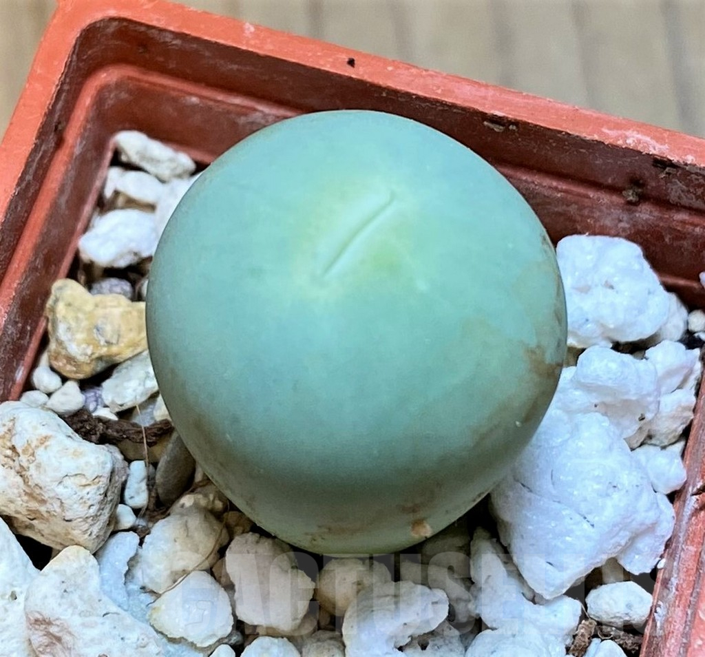 SH15905 Conophytum calculus