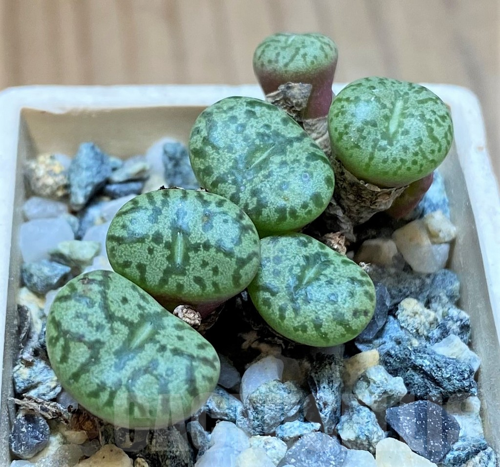 SH15893 Conophytum obcordellum mix, seedling