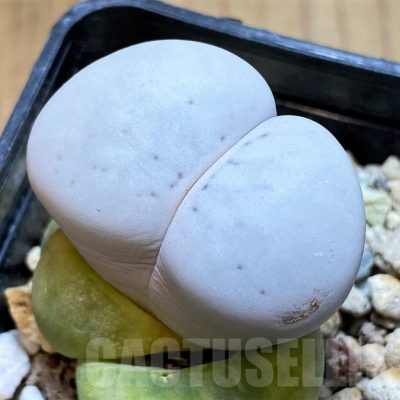SH15923 Dinteranthus vanzylii