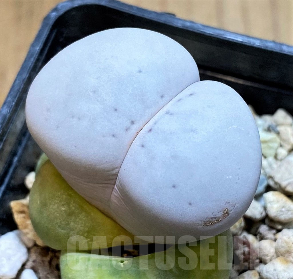 SH15923 Dinteranthus vanzylii
