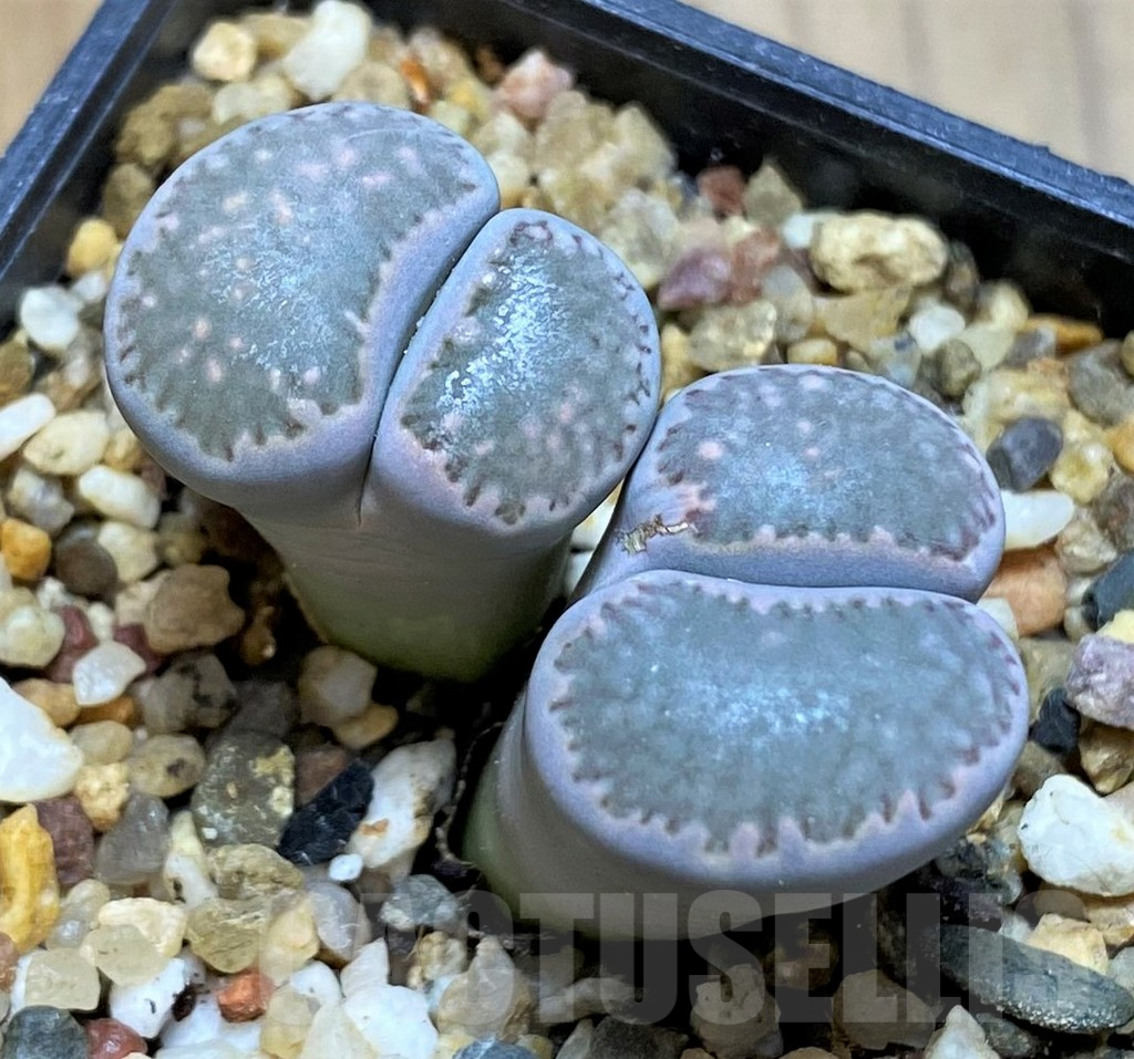 SH15925 Lithops salicola