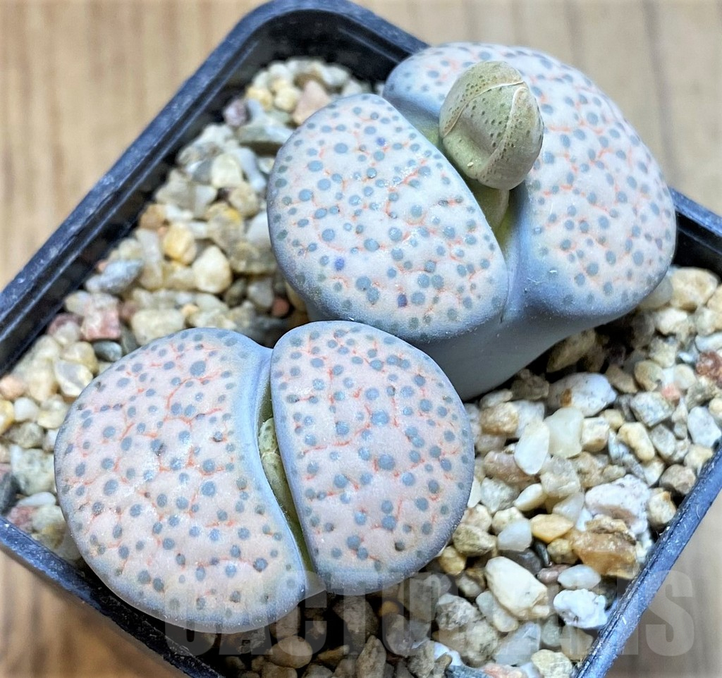 SH15927 Lithops fulviceps v. lactinea