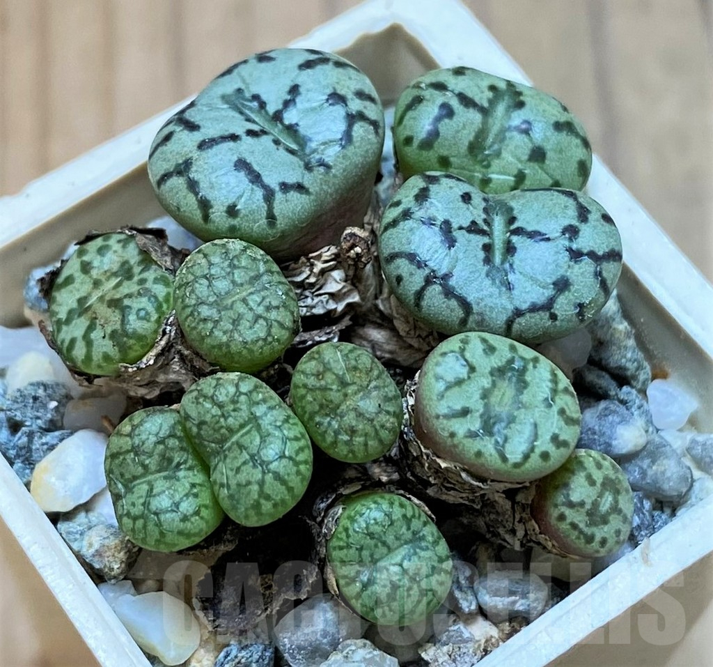 SH15894 Conophytum obcordellum mix, seedling
