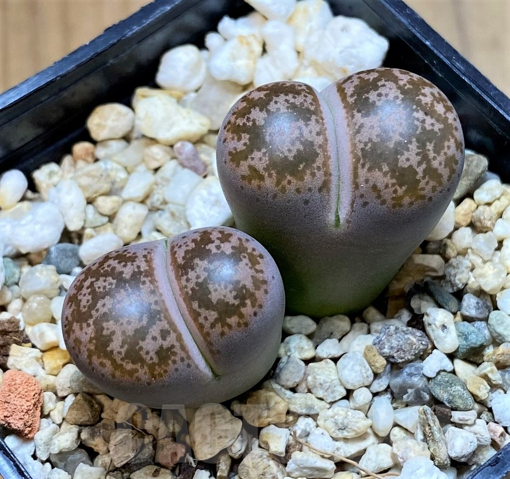 SH15932 Lithops coleorum