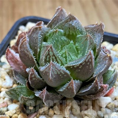 SH16085 Haworthia pygmaea x cooperi