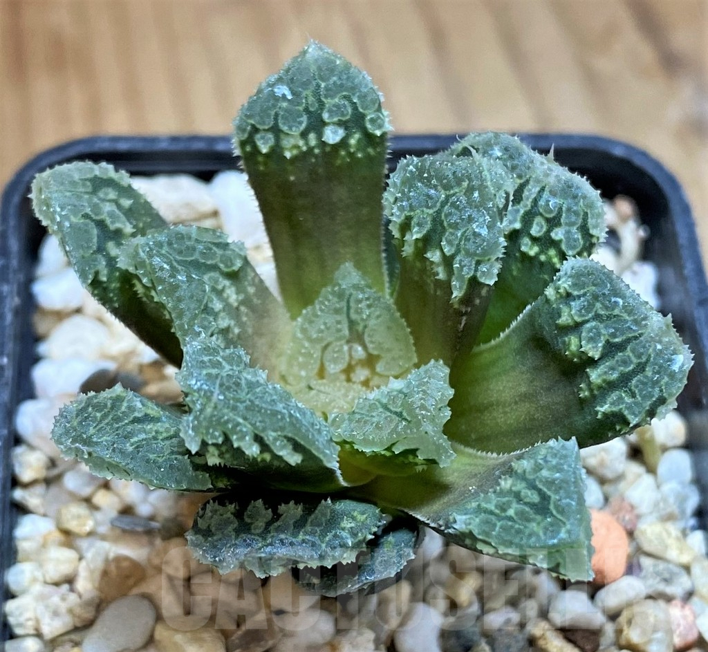 SH16088 Haworthia 'Gorbi' hybrid F2 - Image 2
