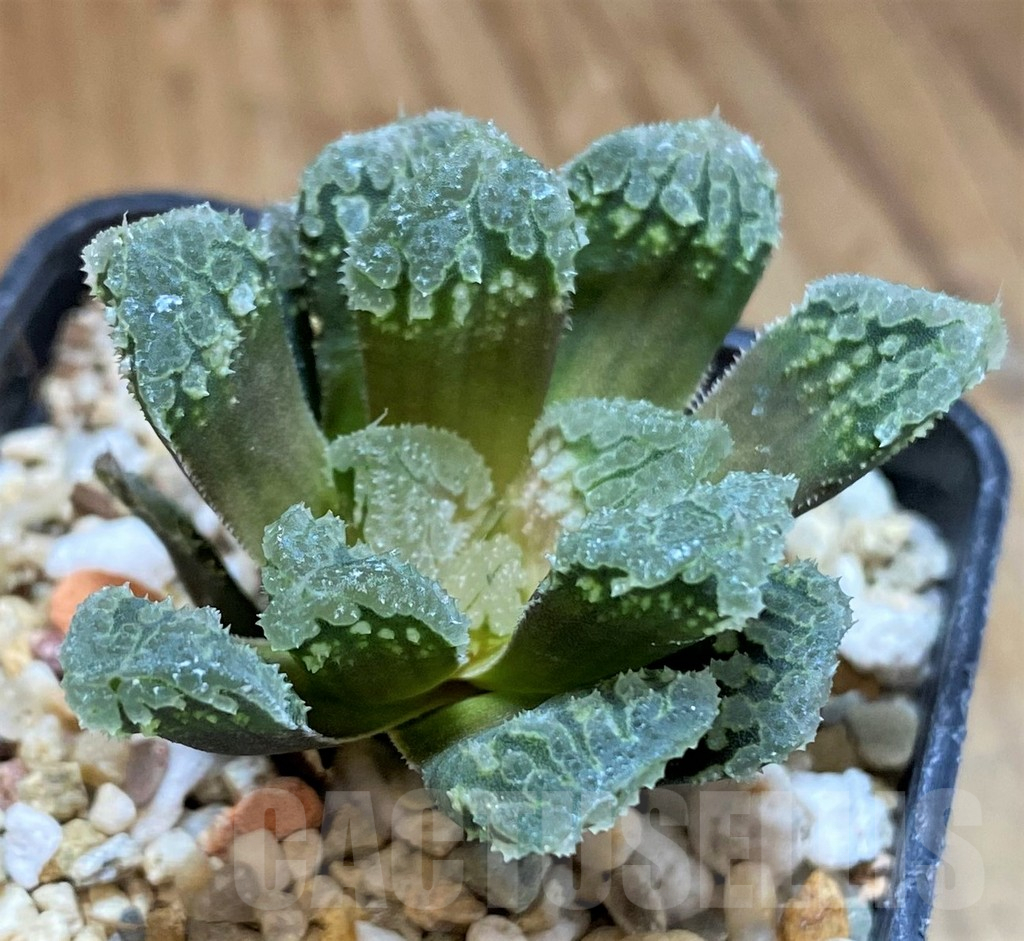 SH16088 Haworthia 'Gorbi' hybrid F2
