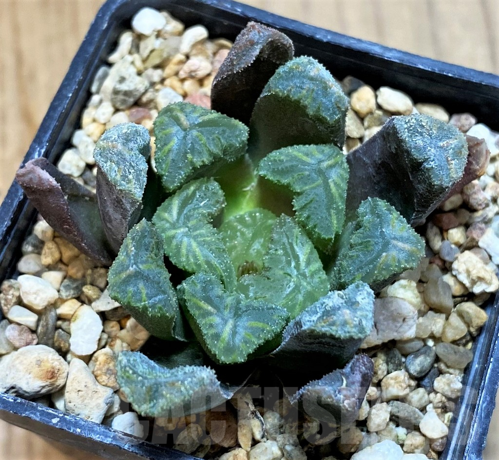 SH16092 Haworthia maughanii x cooperi F2 - Image 2