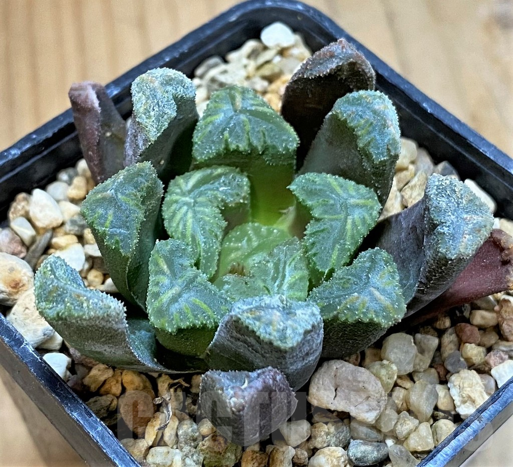 SH16092 Haworthia maughanii x cooperi F2