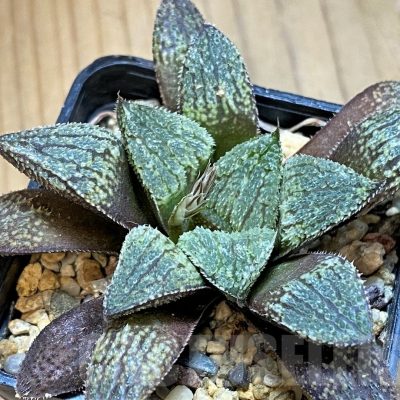SH16093 Haworthia picta x pygmaea 'Crystallina'