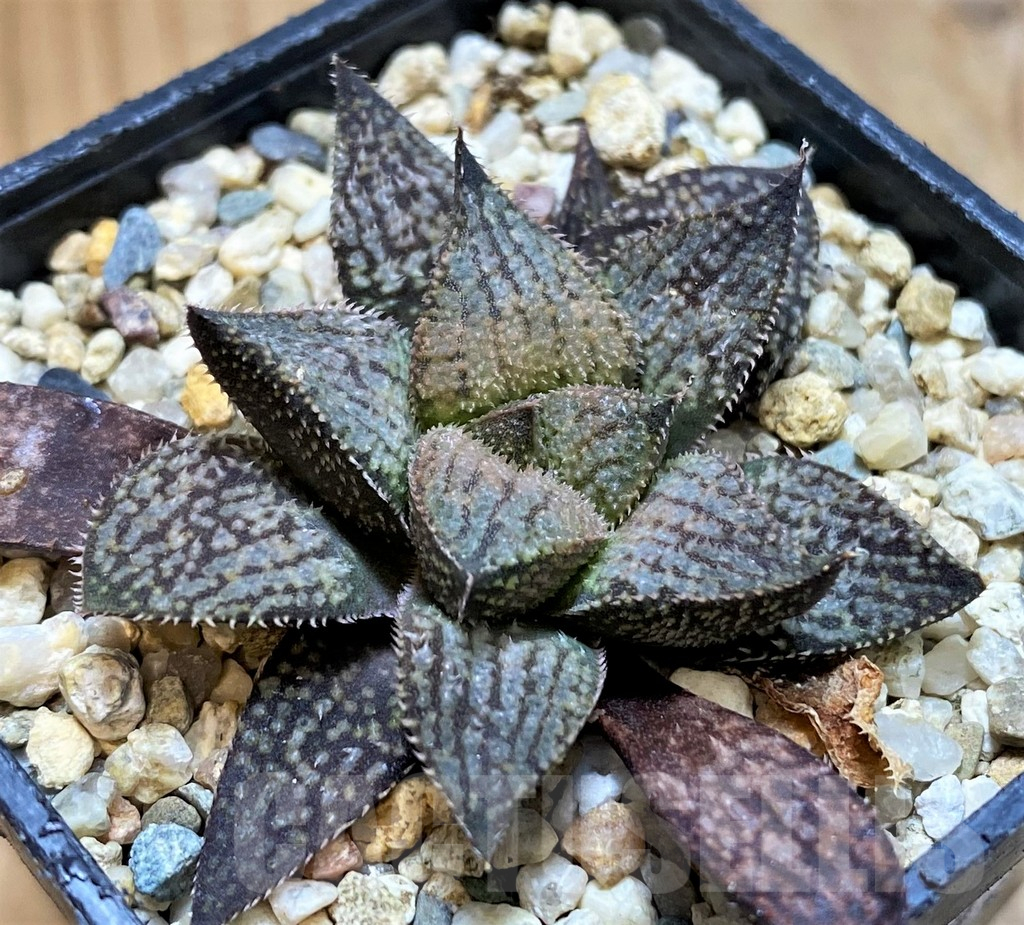 SH16097 Haworthia splendens hybrid