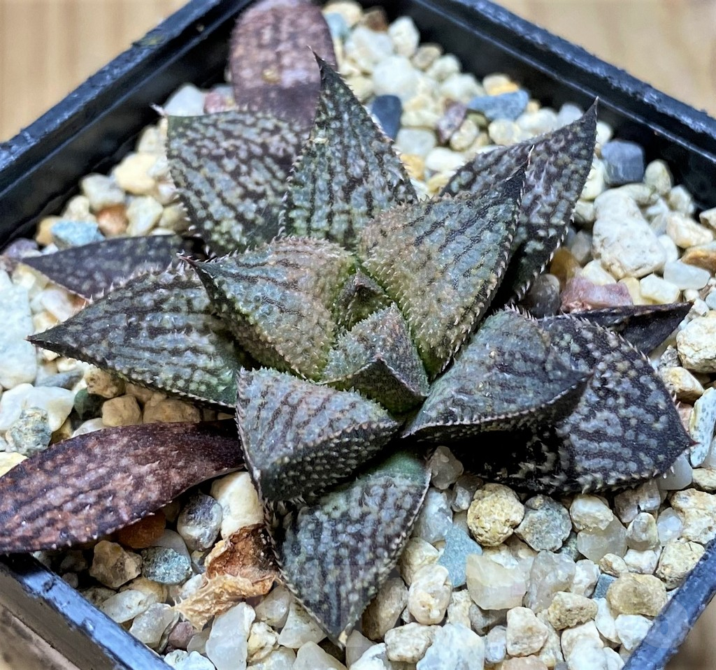 SH16097 Haworthia splendens hybrid - Image 2