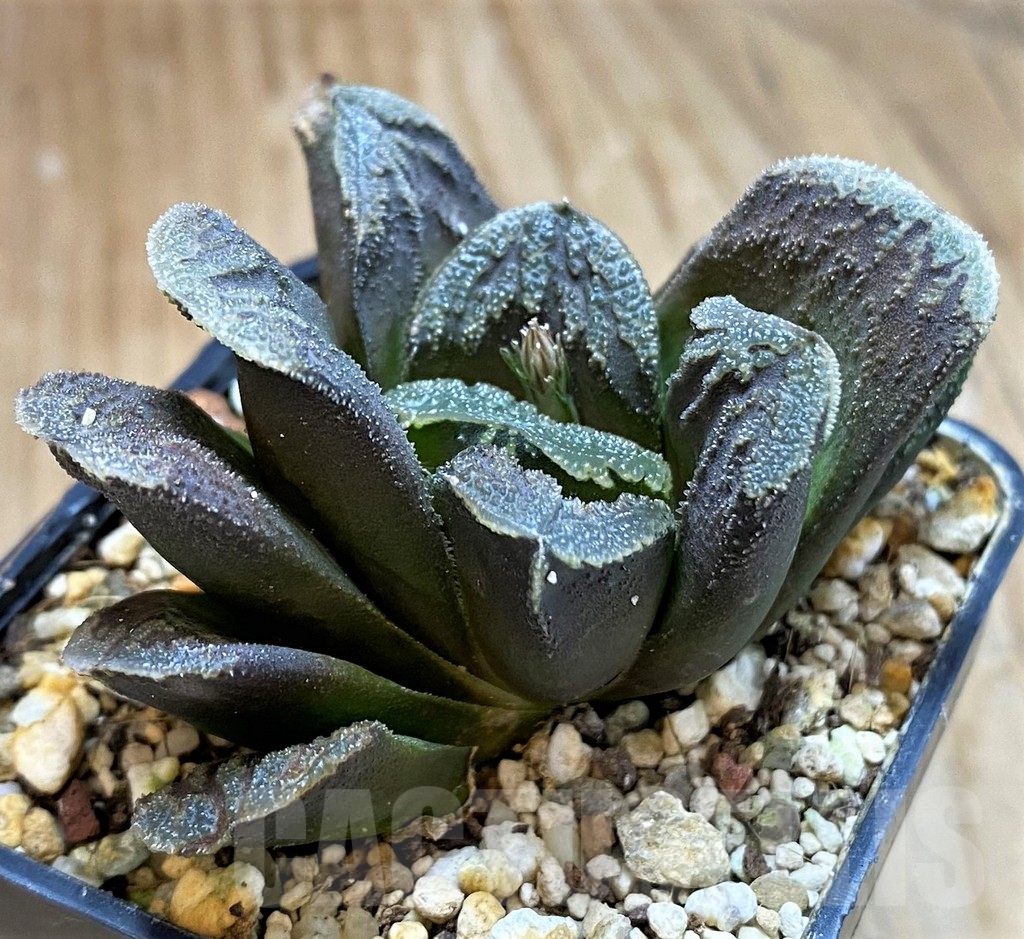 SH16106 Haworthia 'Kegani' hybrid - Image 2