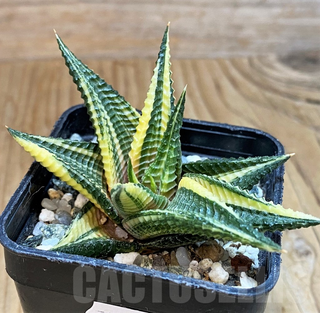 SH16045 Haworthia limifolia f. variegata - Image 2
