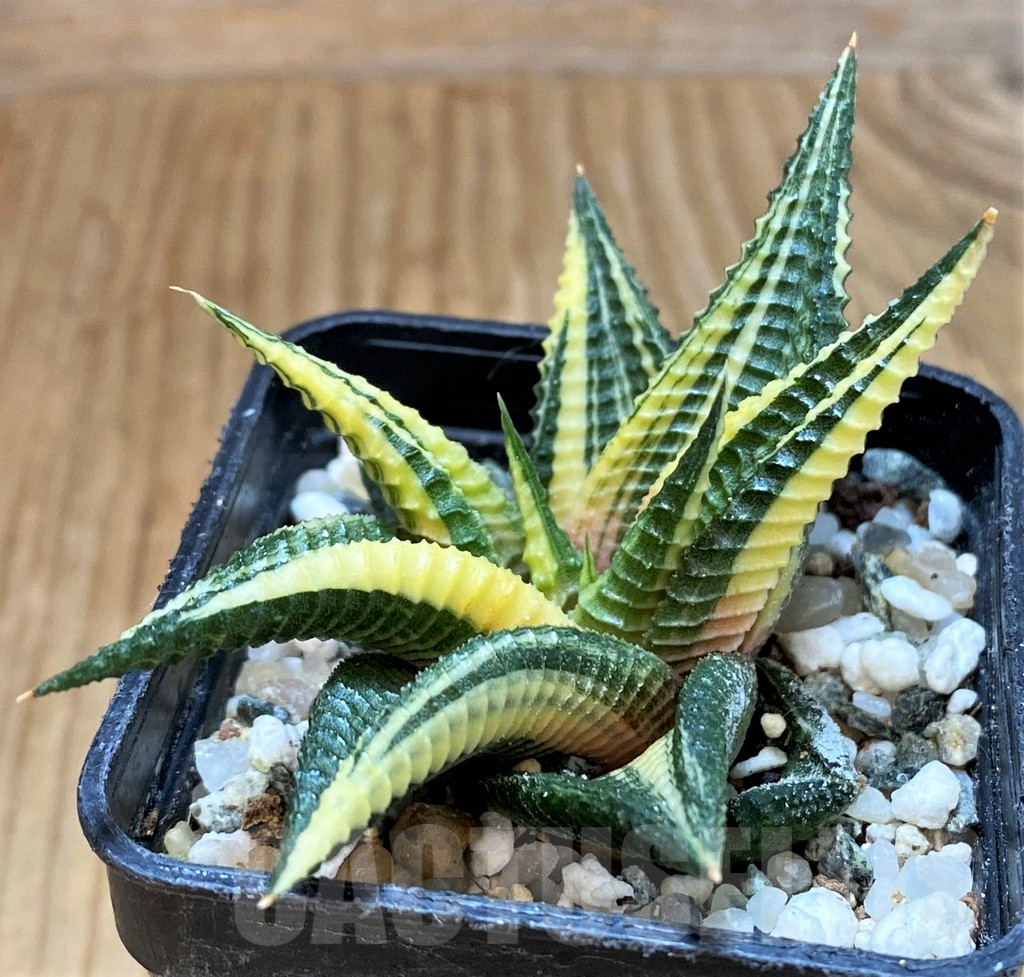 SH16045 Haworthia limifolia f. variegata