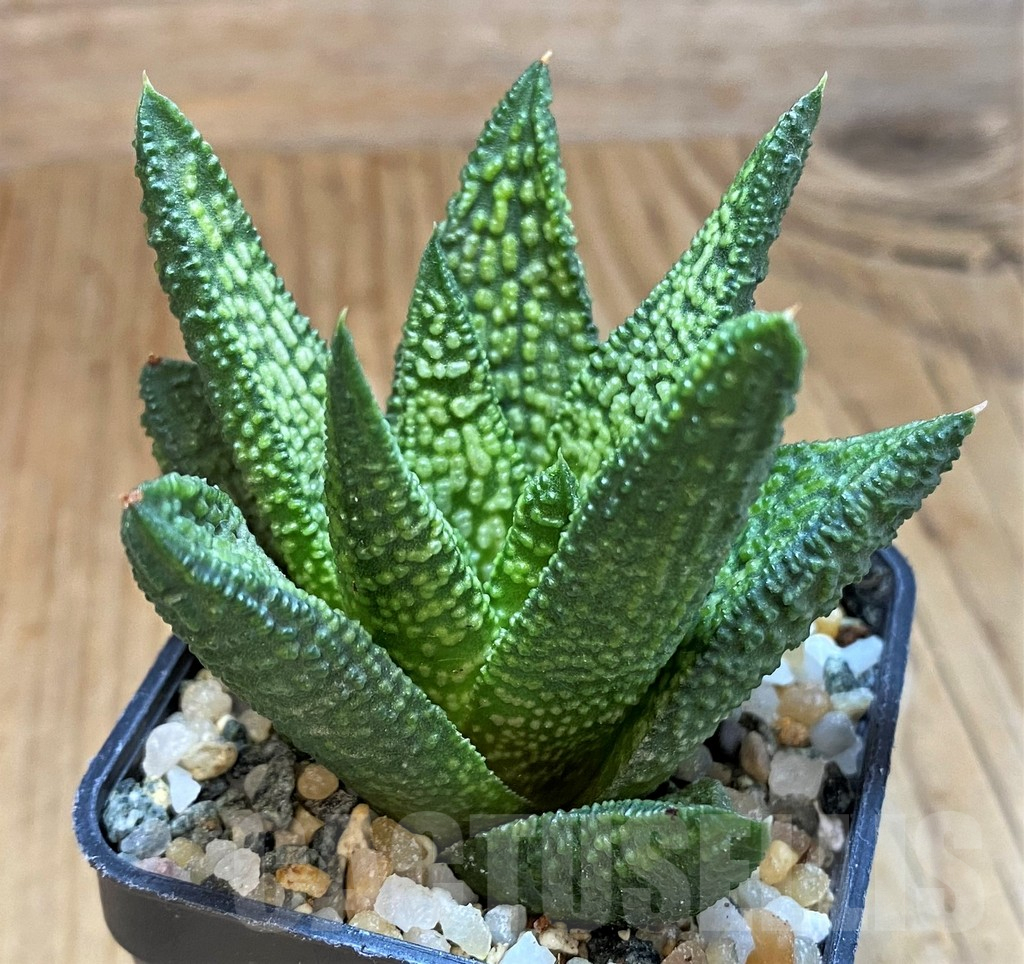 SH16055 Haworthia 'Marble Queen'