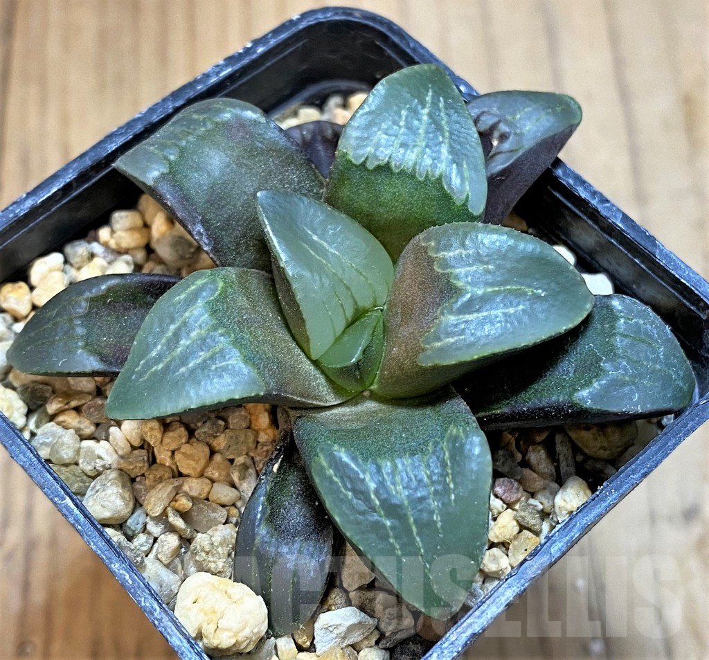 SH16064 Haworthia mutica hybrid - Image 2