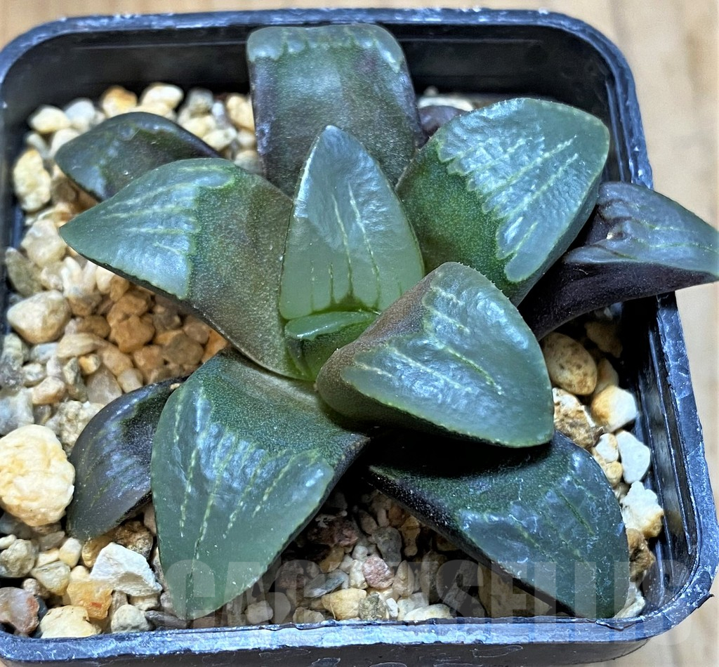 SH16064 Haworthia mutica hybrid