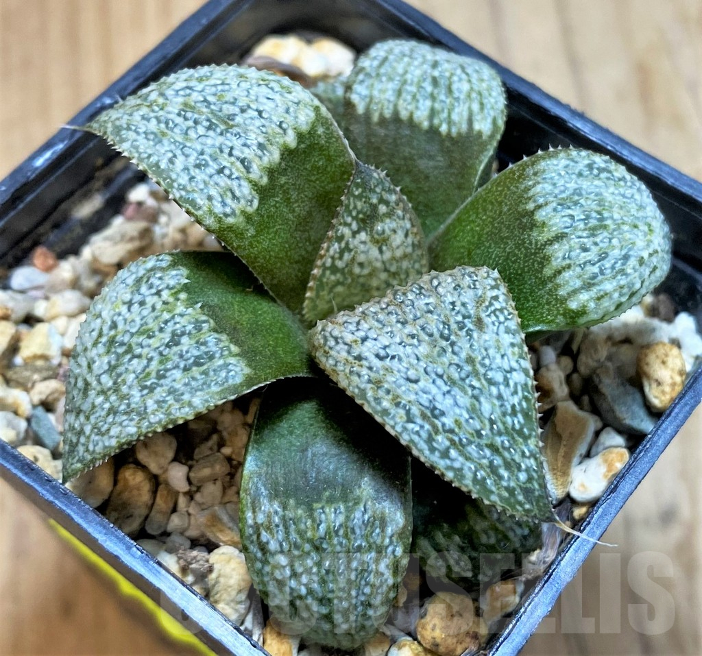 SH16068 Haworthia magnifica v. splendens hybrid - Image 2