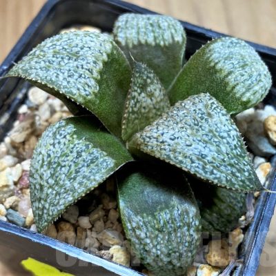 SH16068 Haworthia magnifica v. splendens hybrid