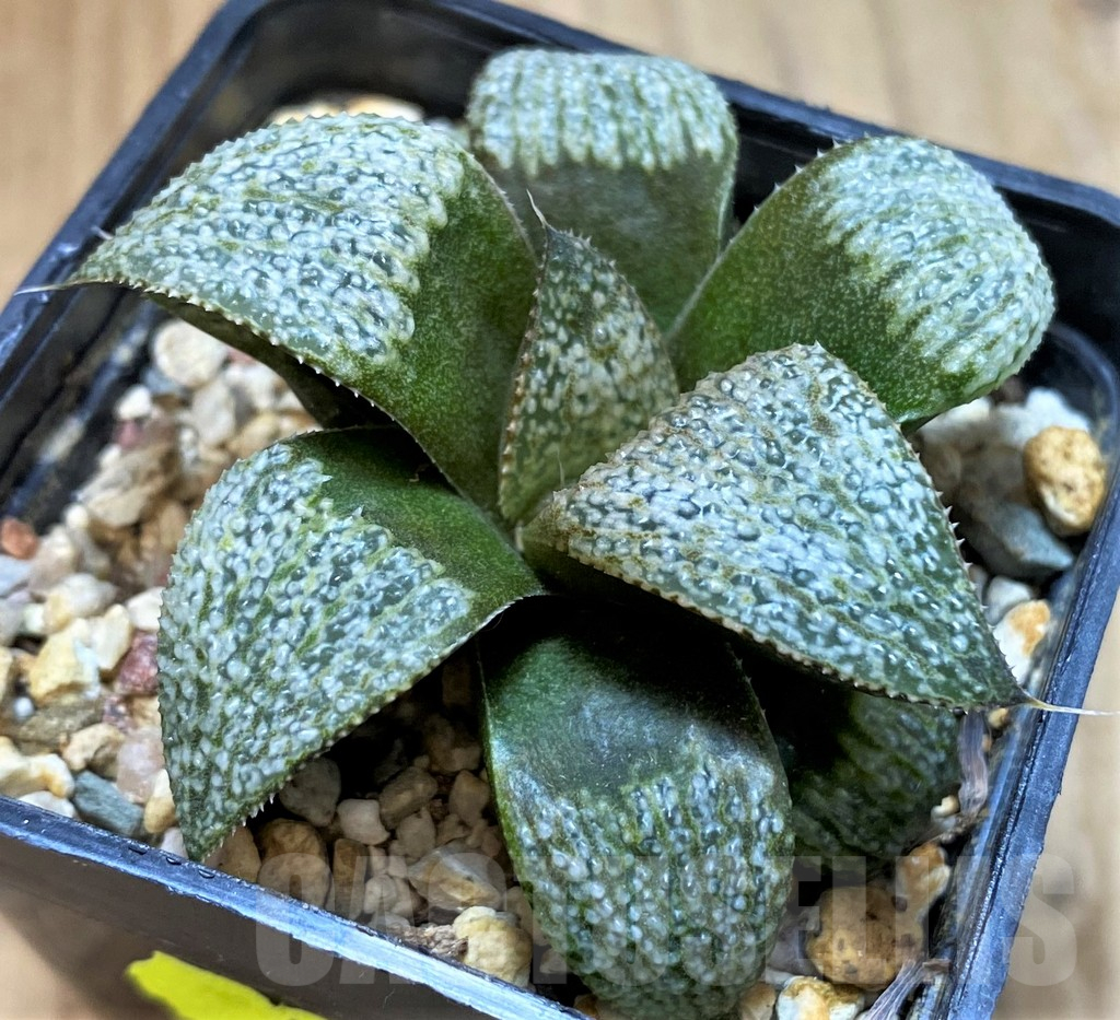 SH16068 Haworthia magnifica v. splendens hybrid