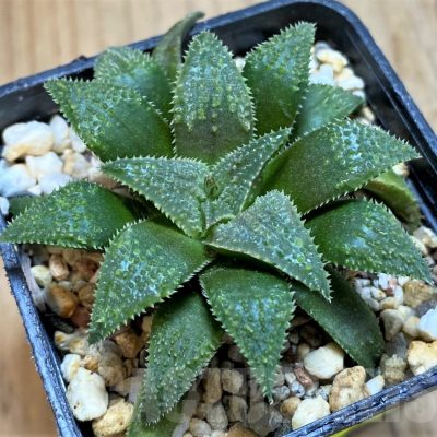 SH16070 Haworthia parksiana hybrid