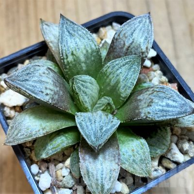 VVG16074 Haworthia 'Yumedono' hybrid F2